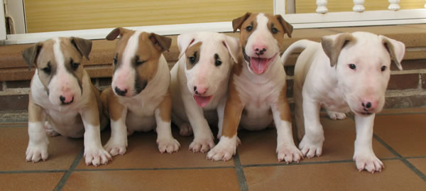 Ulises, Ulrico, Ursus, &Uacute;rsula, Tyson