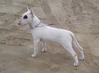 Voici Neton